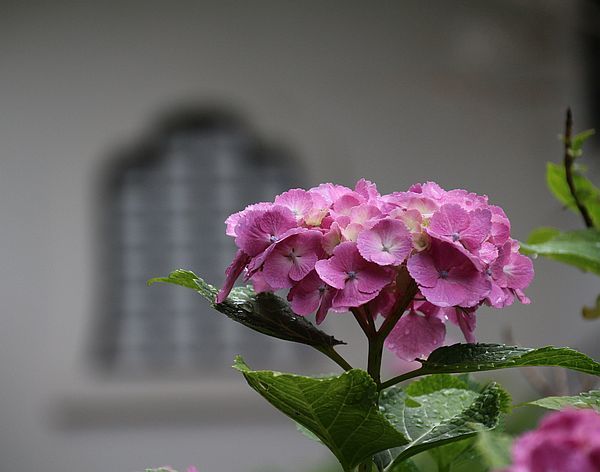 雨の日の紫陽花　～ピンク_e0108126_10071087.jpg