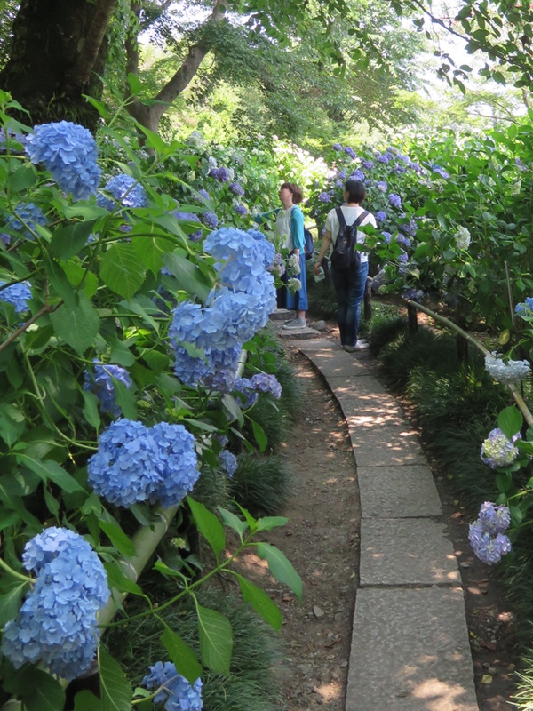 あるく奈良-42 [矢田寺の紫陽花]_d0352628_20212252.jpg