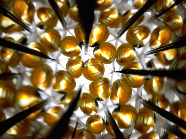 kaleidoscope_b0172633_10483128.jpg