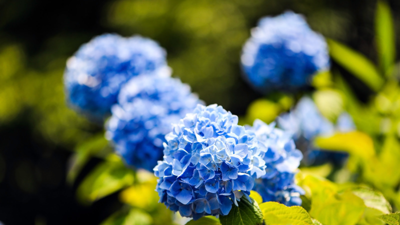 花のお寺 勝名寺 2017_d0246136_16415099.jpg