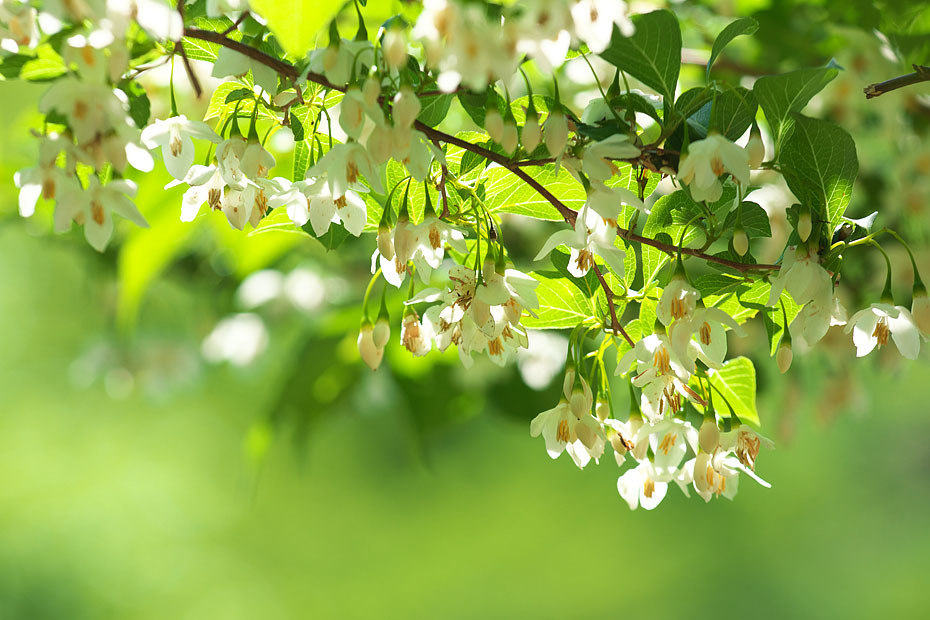 初夏の花　～エゴノキ～_c0067040_22471436.jpg