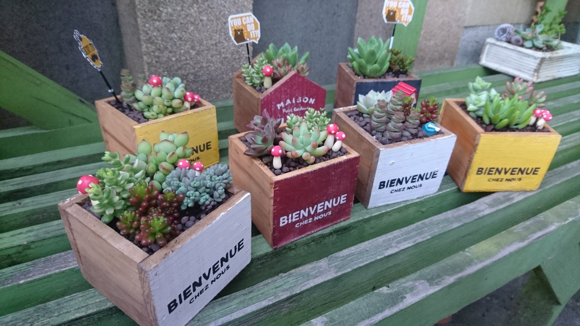 多肉植物寄せ植えのワークショップ。_d0191640_23265593.jpg