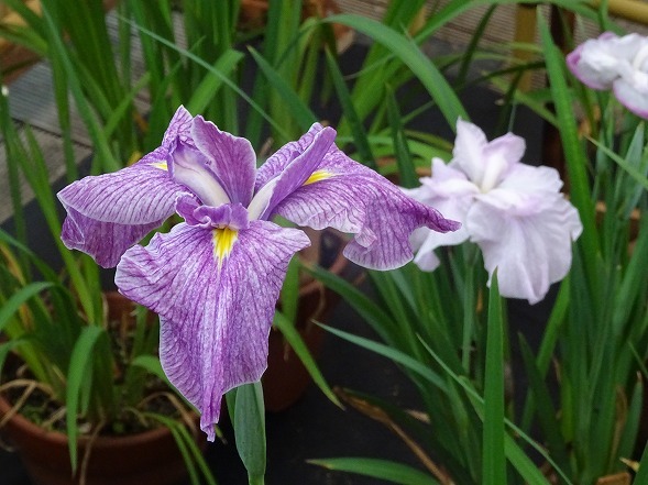 長居植物園の花菖蒲とあじさい展_b0299042_13364934.jpg