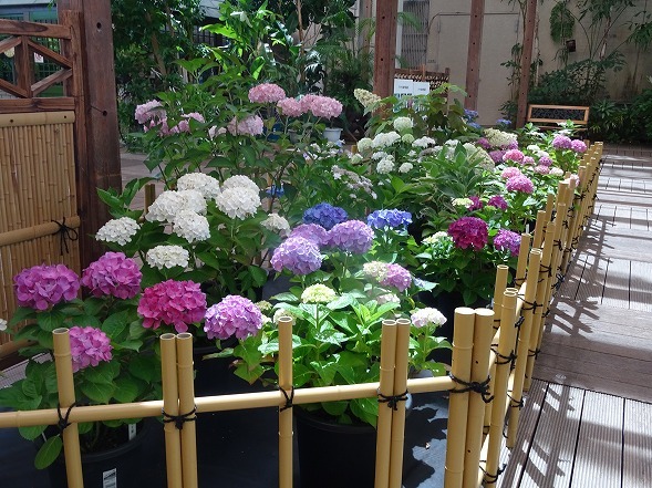 長居植物園の花菖蒲とあじさい展_b0299042_13371595.jpg