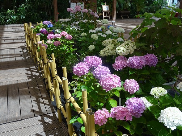 長居植物園の花菖蒲とあじさい展_b0299042_13380192.jpg