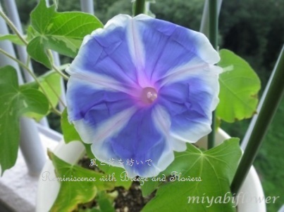 咲きました 十八代目の朝顔 風と花を紡いで 咲きました 十八代目の朝顔 風と花を紡いで