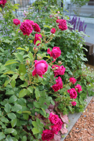カタログ落ち ウィリアムシェークスピア00 お礼肥 My Small Garden Sugar Plum カタログ落ち ウィリアムシェークスピア00 お礼肥 My Small Garden Sugar Plum