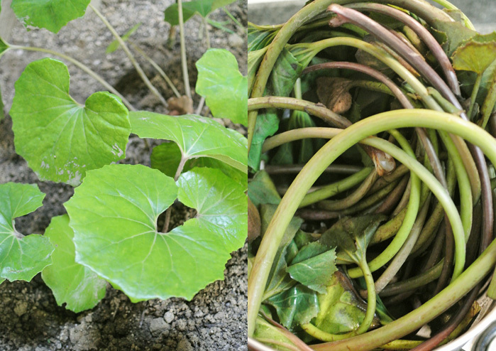 ツワブキで伽羅蕗 と パパの活躍２ グルグルつばめ食堂