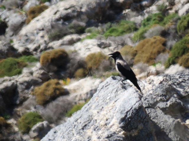 ギリシャで見た野鳥_b0227552_19591491.jpg