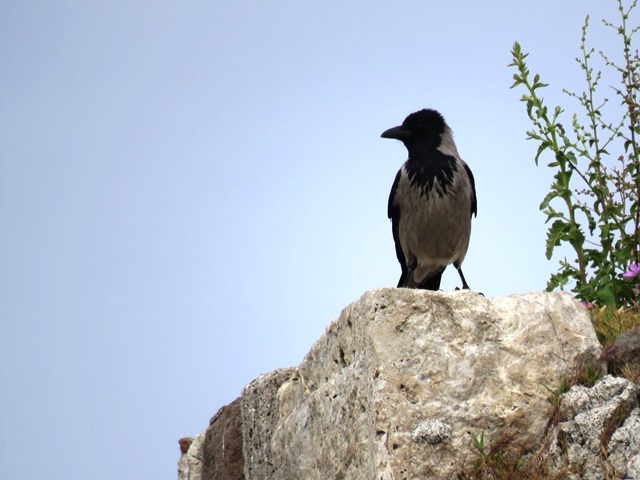 ギリシャで見た野鳥_b0227552_20000649.jpg