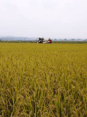 無農薬の『雑穀米』、『発芽玄米』　平成29年度のお米作り本格スタート！今年からお弟子さんと一緒です！_a0254656_19025602.jpg