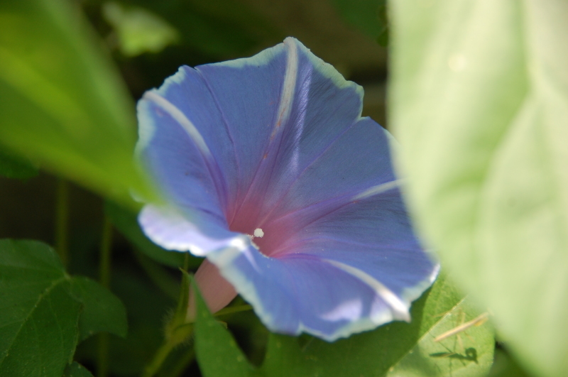 畑の草引きで汗をかいた_c0108460_20174863.jpg