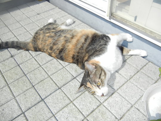 ′17,6,16(金)日光浴の心ちゃんとアジサイ散歩!_f0060461_09500198.jpg