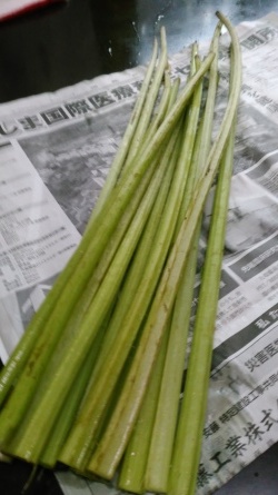 水蕗(フキ)_c0160368_17372154.jpg