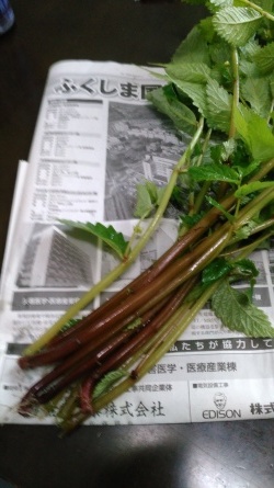 水蕗(フキ)_c0160368_17385215.jpg