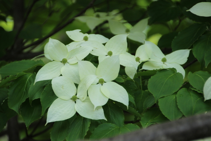 四万湖周辺の花 6月 (撮影日:2017/6/15)_b0369971_12530779.jpg