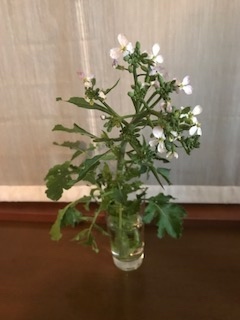 共謀罪成立と大根の花_b0034072_18495903.jpg