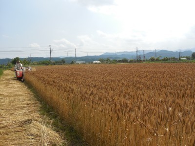 小麦収穫開始_c0332682_21494610.jpg