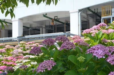 堺市 三宝紫陽花まつり Yukoの花散歩