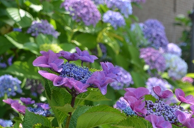 堺市 三宝紫陽花まつり Yukoの花散歩