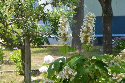 堺市 三宝紫陽花まつり Yukoの花散歩