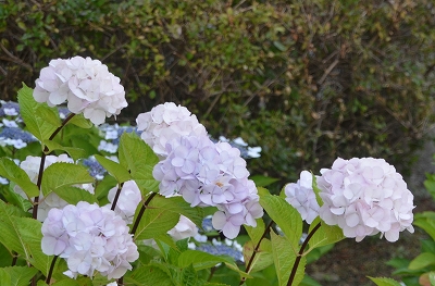 堺市 三宝紫陽花まつり Yukoの花散歩