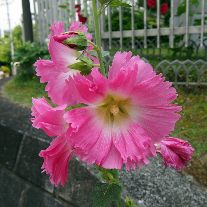 路傍の花。_a0146285_18452578.jpg