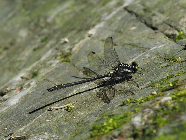 d0156387_16530882.jpg