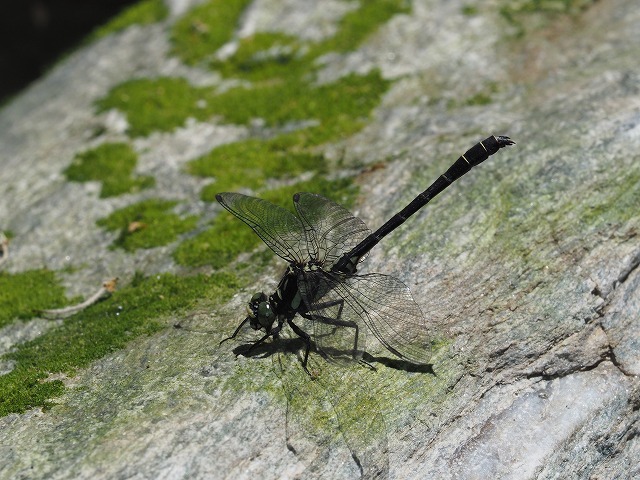d0156387_16533155.jpg
