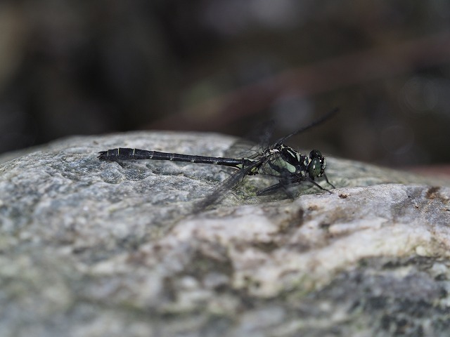d0156387_16533631.jpg