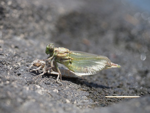 d0156387_16540092.jpg