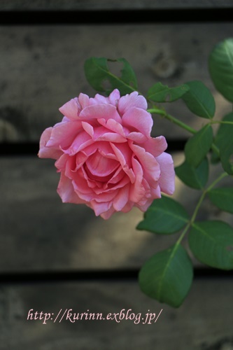 a0123003_13284555.jpg