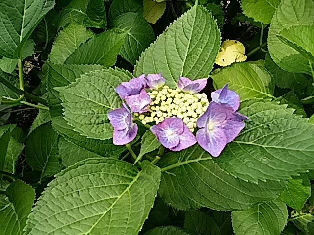 今治市民の森の6月中旬の花…2017/6/17_f0231709_22433454.jpg