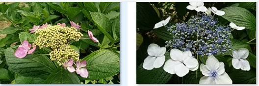 今治市民の森の6月中旬の花…2017/6/17_f0231709_22444815.png