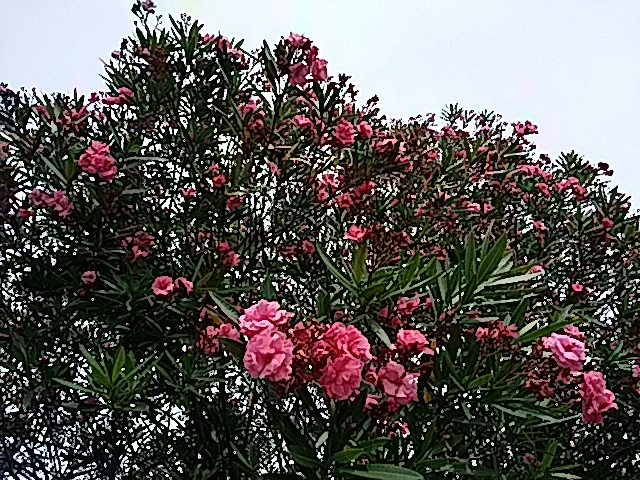 今治市民の森の6月中旬の花…2017/6/17_f0231709_22473775.jpg