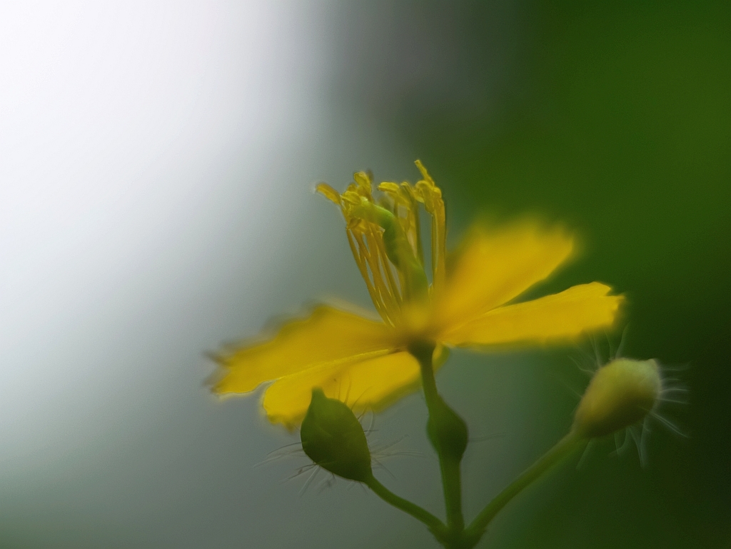 6月の赤塚植物園 - 2 -_e0364711_20080998.jpg