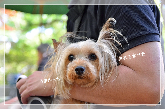 d0179828_10175518.png