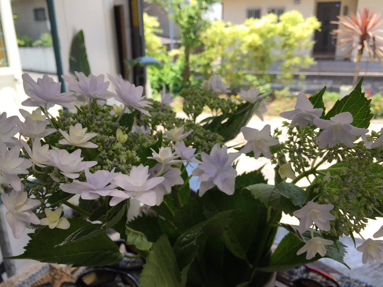 紫陽花の季節になりました♪ _d0108933_00201852.jpg