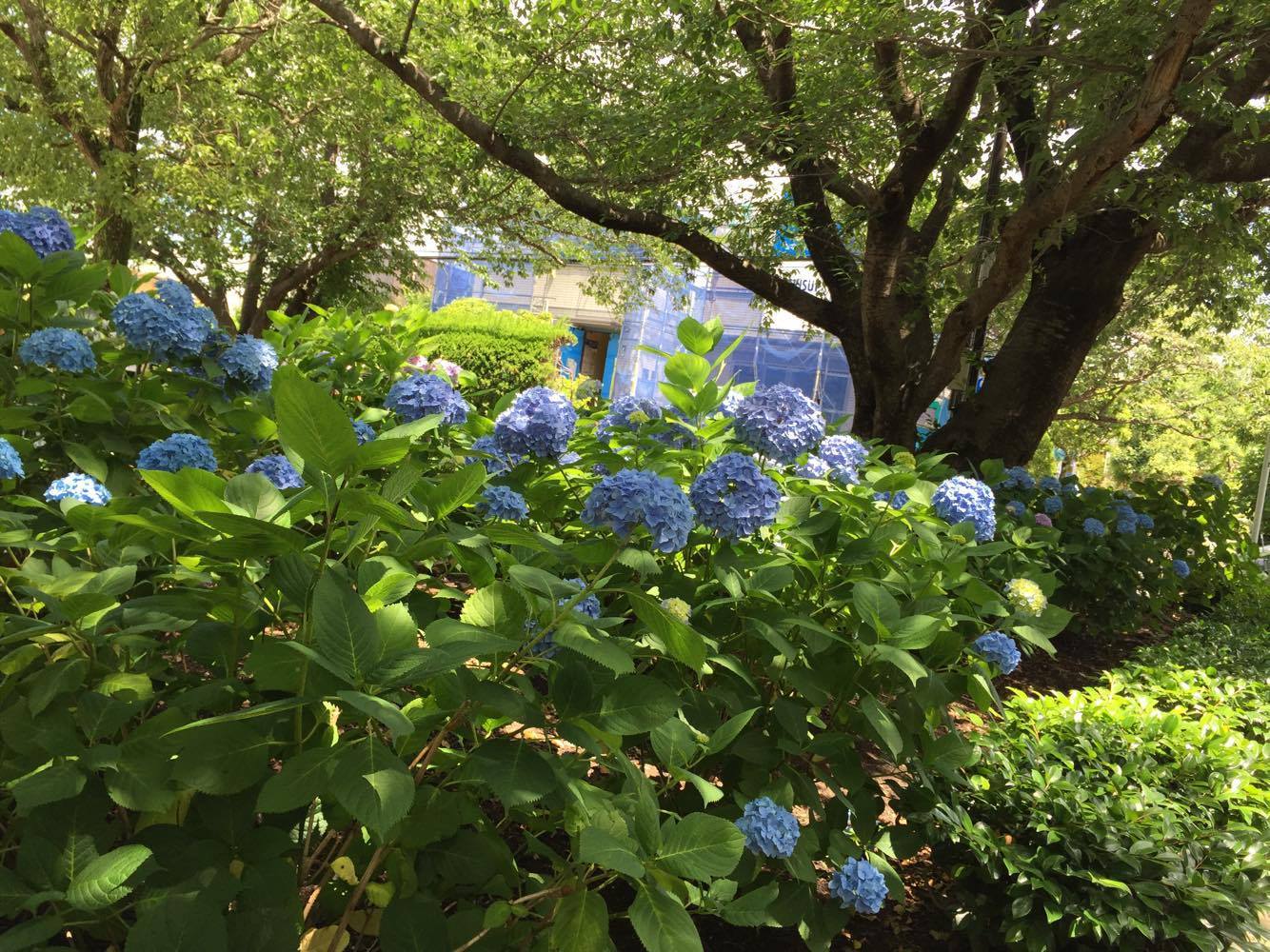 紫陽花の季節になりました♪ _d0108933_00203918.jpg