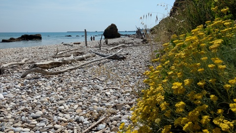 アブルッツォ 青い海 金色の花_f0234936_784351.jpg