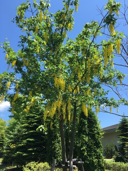 c0233141_14401495.jpg