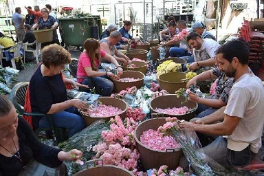 Infiorata di Genzano di Roma（ローマの町、ジェンツァーノの花祭り）_f0172744_1374752.jpg