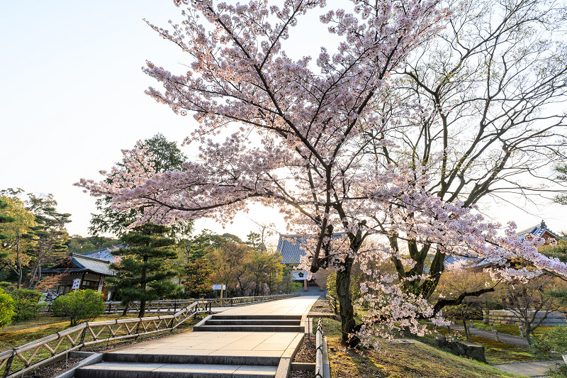 京都の桜2017 智積院の枝垂れ桜_f0155048_22195390.jpg