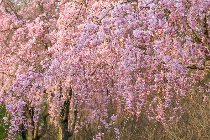 京都の桜2017 智積院の枝垂れ桜_f0155048_22211969.jpg