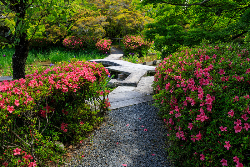 花盛りの梅宮大社・サツキの頃_f0155048_22503659.jpg