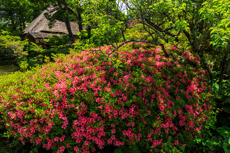 花盛りの梅宮大社・サツキの頃_f0155048_22513135.jpg