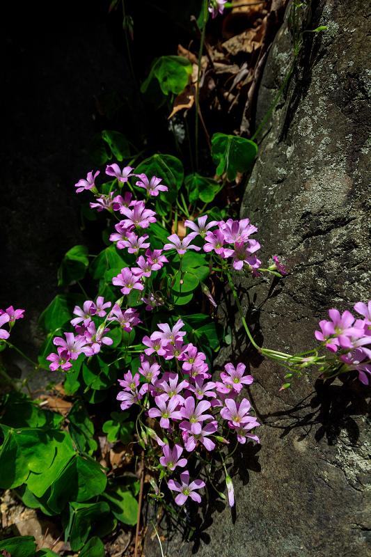 花盛りの梅宮大社・サツキの頃_f0155048_22544158.jpg