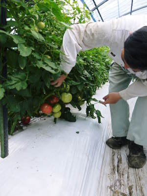樹上完熟朝採りトマト大好評発売中!トマトらしい本来の美味さです!さらに中玉トマトも販売します!_a0254656_18150668.jpg