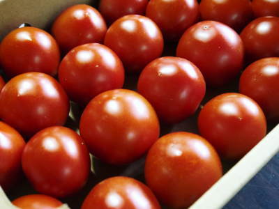 樹上完熟朝採りトマト大好評発売中!トマトらしい本来の美味さです!さらに中玉トマトも販売します!_a0254656_18374597.jpg
