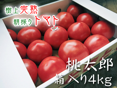 樹上完熟朝採りトマト大好評発売中！トマトらしい本来の美味さです！さらに中玉トマトも販売します！_a0254656_18474658.jpg